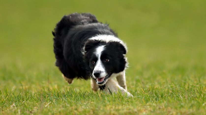 Shearfest 2024 Sheepdog Trials